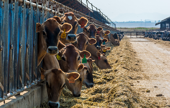 FARM, FOOD & FEED