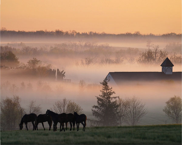 Lexington Horse Farm