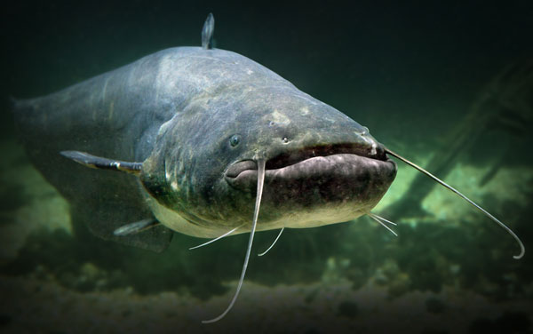 MIssissippi-Ag-2024-Catfish