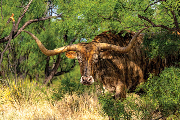 Palo-Duro-State-Park