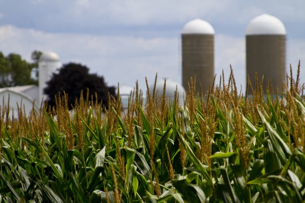 ILLINOIS AG CORN (600web).jpeg