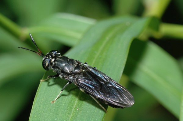 ILLINOIS AGRICULTURE BLACK SOLDIER FLY (600web).jpeg