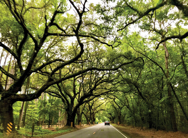 Oak-Alley