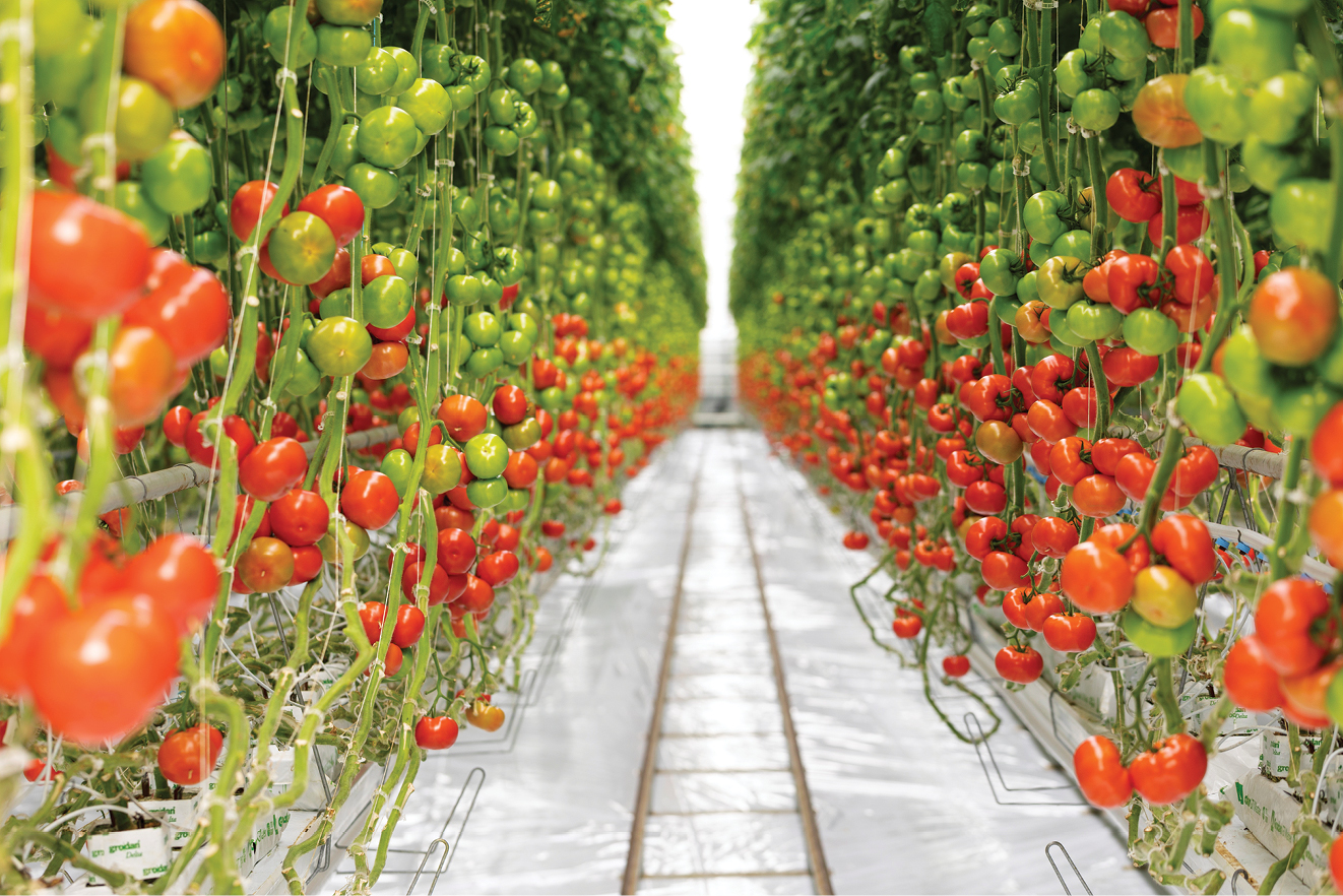 A massive facility operated by The Ohio Greenhouse Company cultivates tens of thousands of tomato plants in Wapakoneta, where investors are pouring $100 million into the complex’s early phases. Photo courtesy of Wapakoneta Area Economic Development Counci