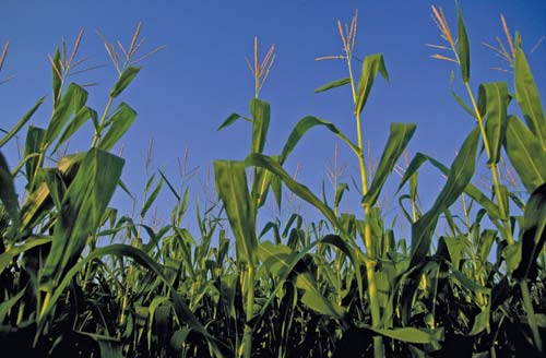 Iowa corn field 