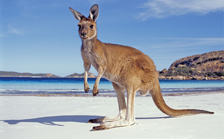 Kangaroo