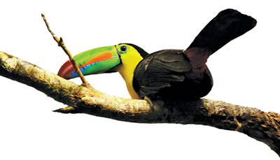 Toucan