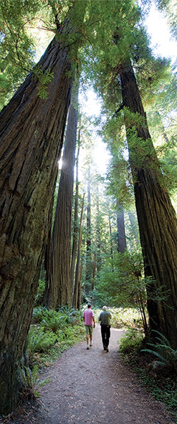 Humboldt-Redwoods-State-Park-by-California-Travel-and-Tourism-Commission-slash-Andreas-Hub