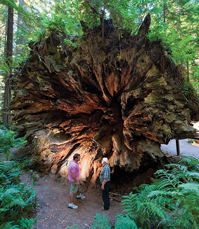 north-coast,-Humboldt-Redwoods-State-Park-courtesy-California-Travel-and-Tourism-Commission-slash-Andreas-Hub