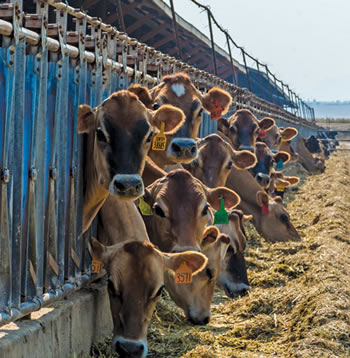 Los Banos Dairy Farm