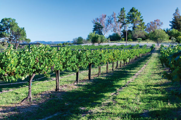 Vineyard Castoro Cellars Winery