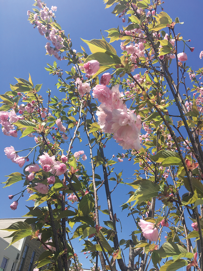 Cherry Blossoms