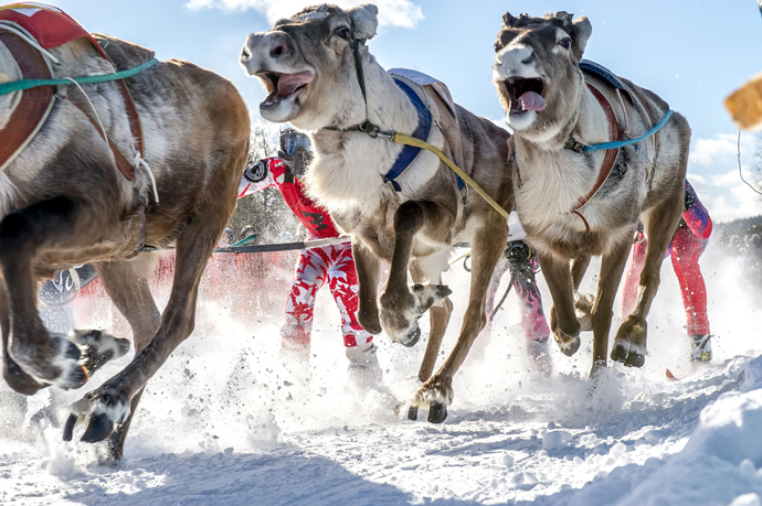 Reindeer Photo Finland