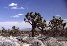 Mohave Desert
