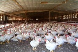 Chickens